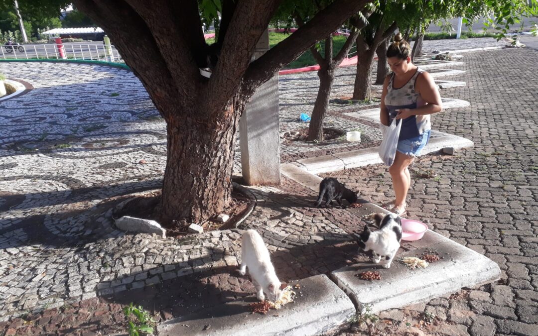 Voluntária alimenta animais de rua com recursos próprios