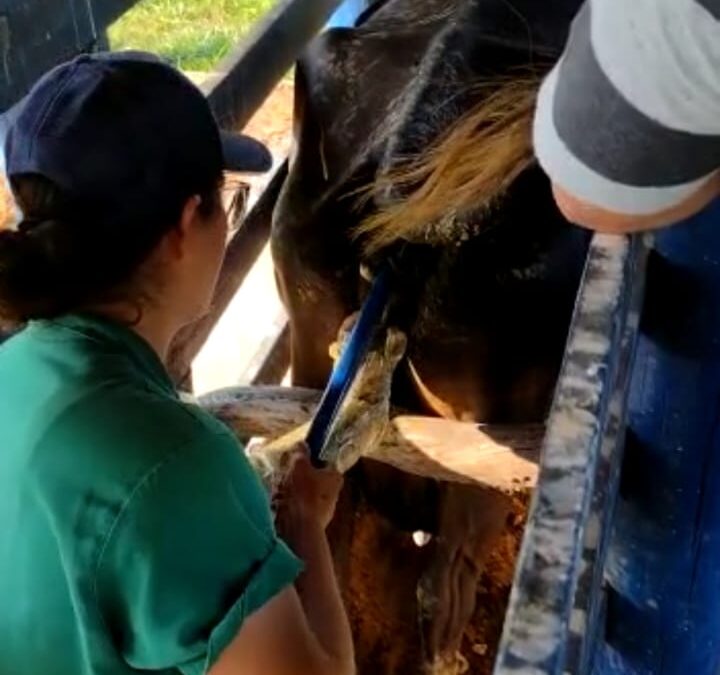 SEDA usa inseminação artificial para melhoramento genético do rebanho bovino