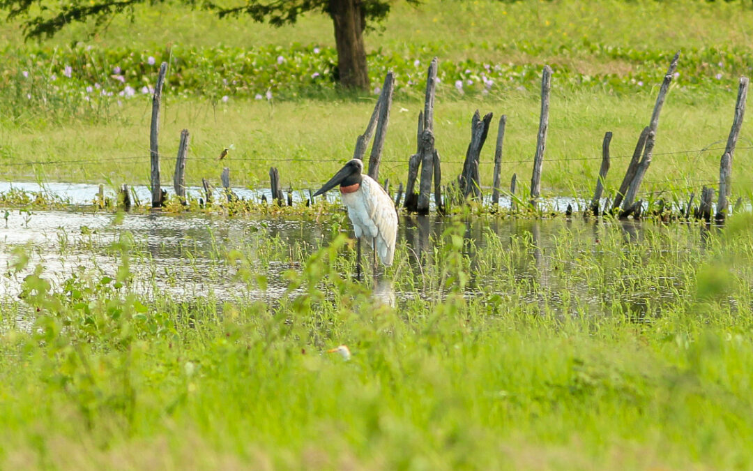 Ave símbolo do Pantanal é registrada em lagoa de Iguatu