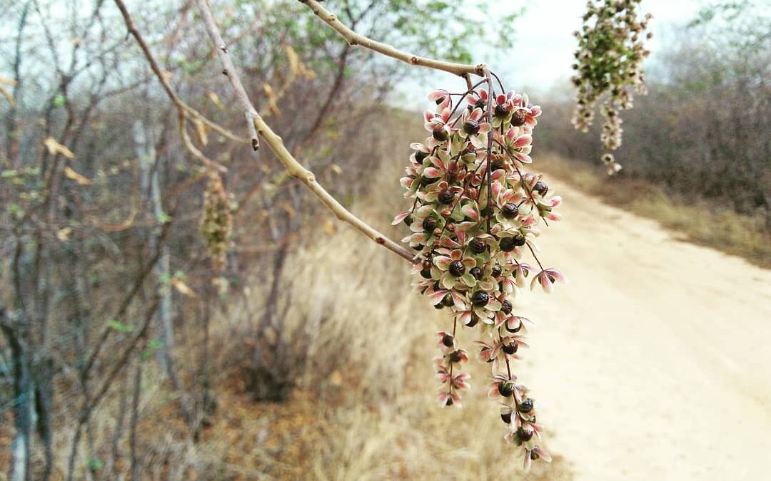 Mutirão coleta sementes da caatinga na Serra do Gadelha