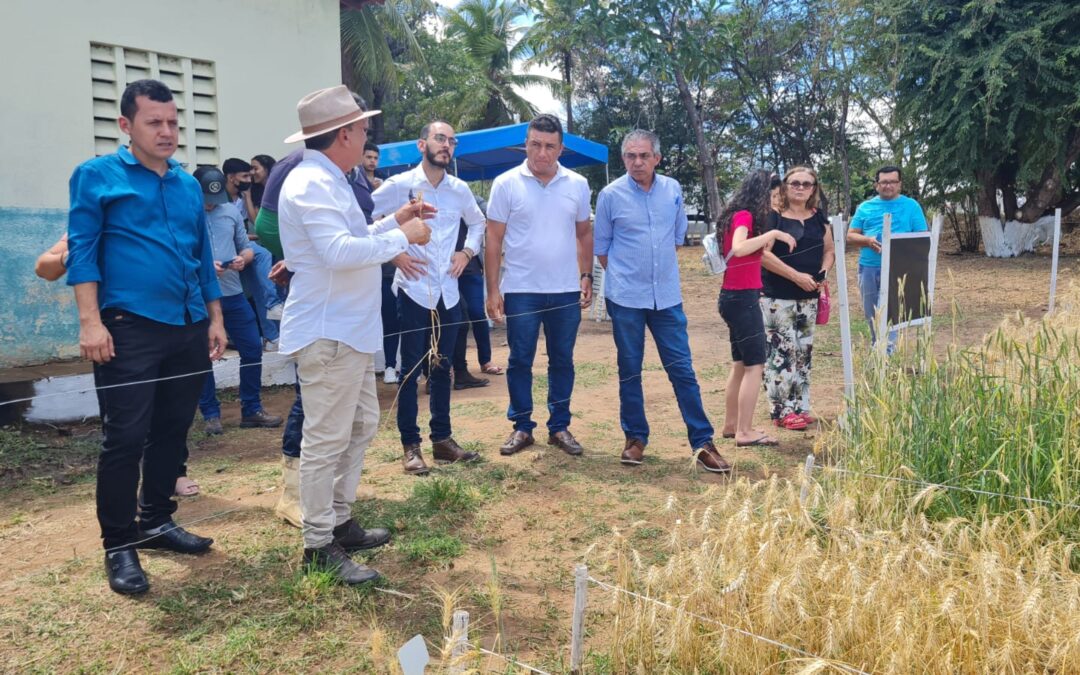 Dia de campo mostra experiência exitosa com trigo em Iguatu