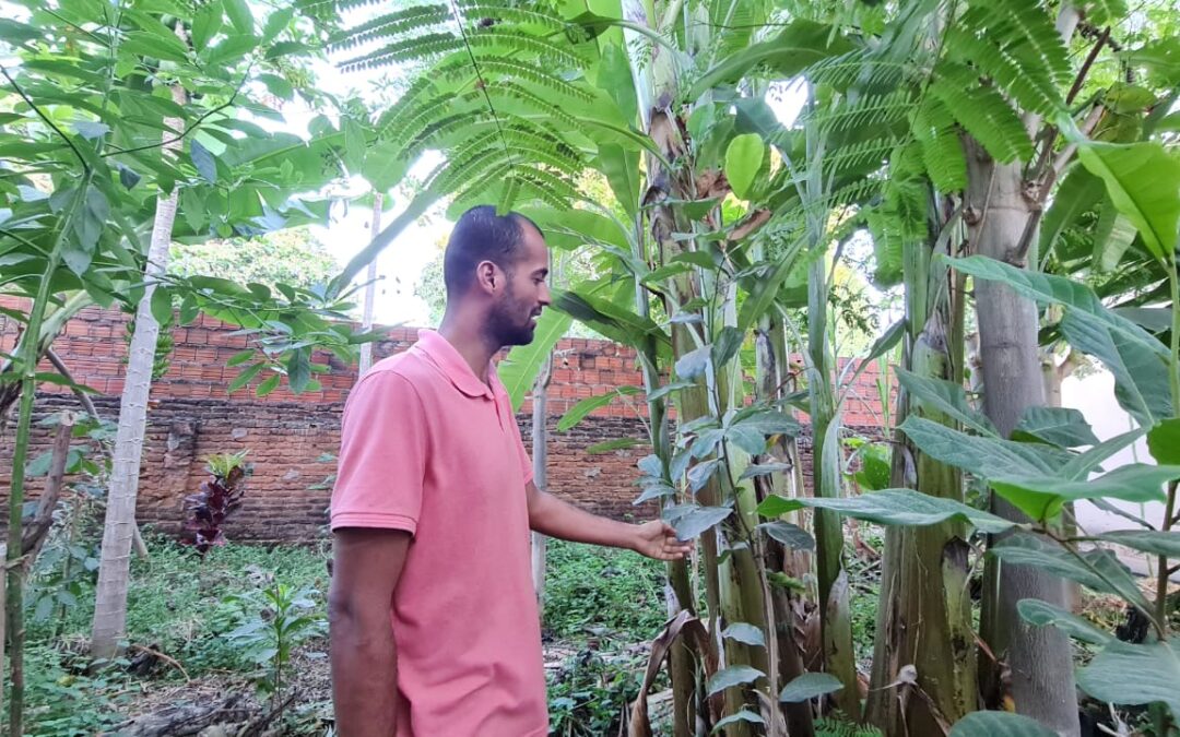 Sistema Agroflorestal com foco em saúde é desenvolvido na Escola de Saúde Pública