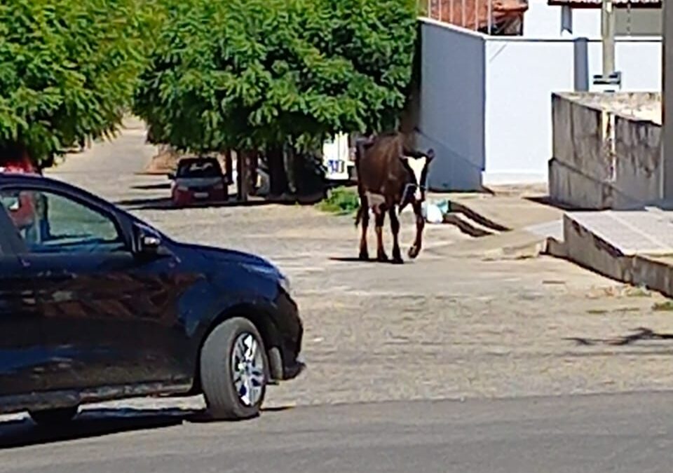 Animais de grande porte desfilam pelos bairros e geram reclamação