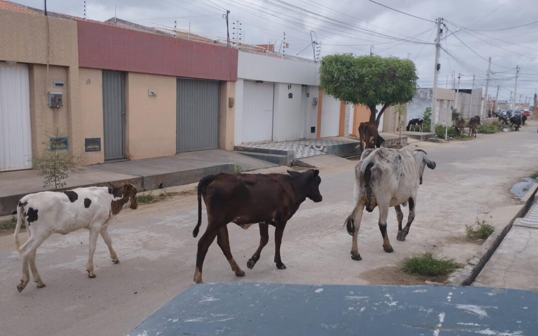 Moradores continuam denunciando circulação de animais pelas ruas