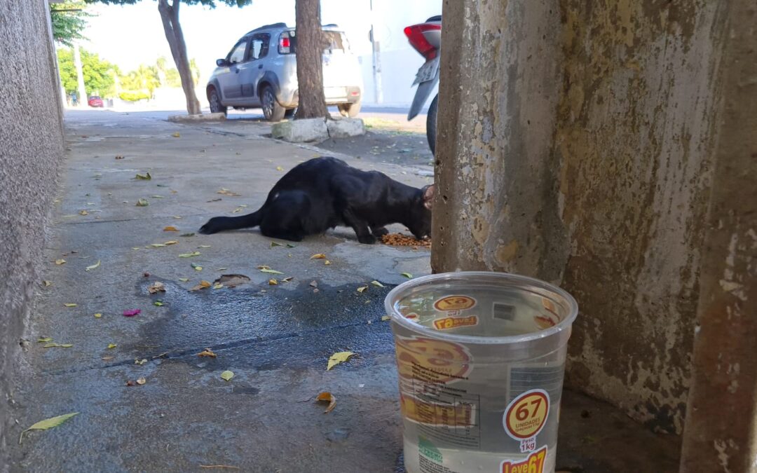 Animais precisam de água fresca e sombra para enfrentar calor