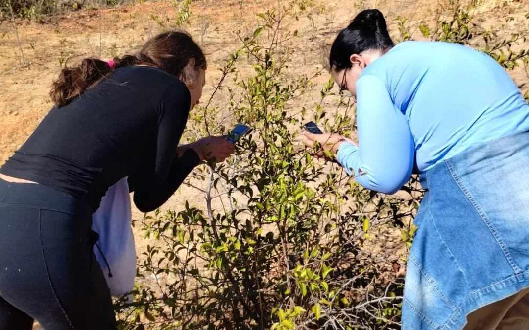 Mutirão de coleta de sementes nativas acontece amanhã no rio Jaguaribe