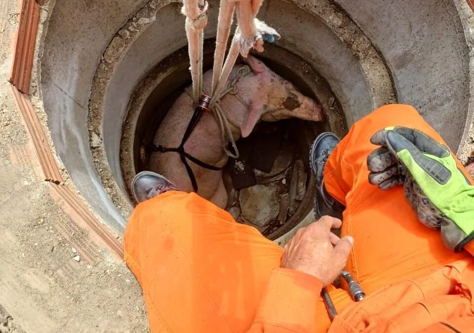 Bombeiros resgatam porco com quase 250kg em Iguatu