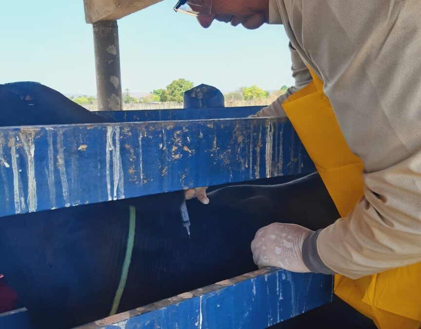 Secretaria do Desenvolvimento Agrário realiza vacinação contra brucelose