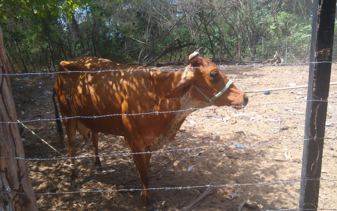 DEMUTRAN intensifica captura de animais após denúncias da população