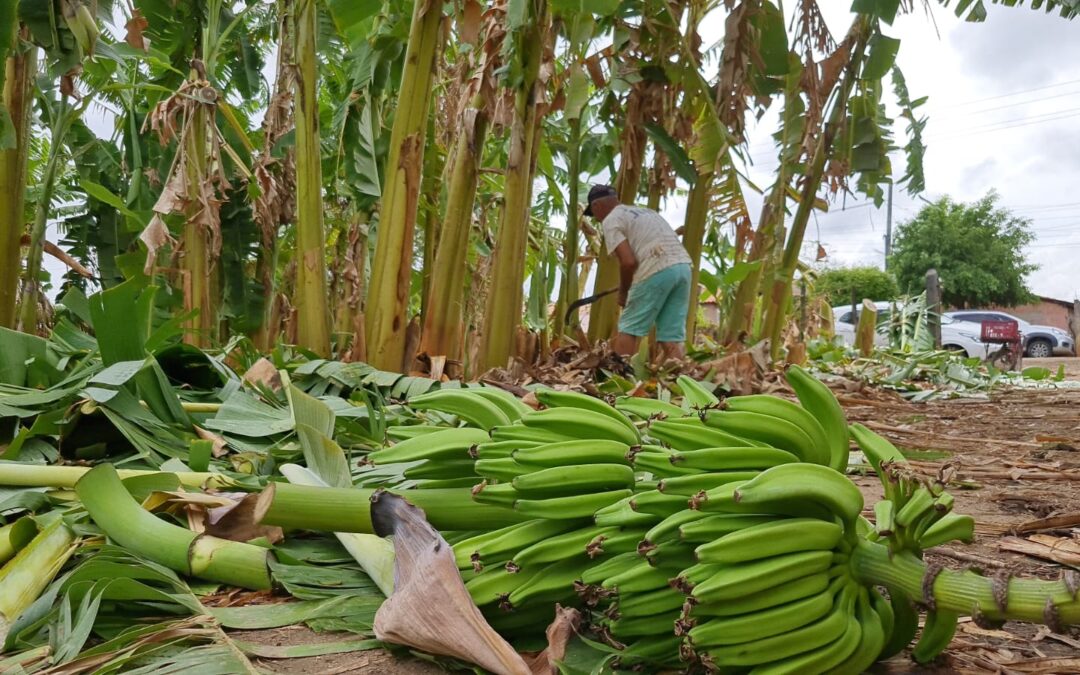 Ventania causa prejuízos na cidade e zona rural de Iguatu