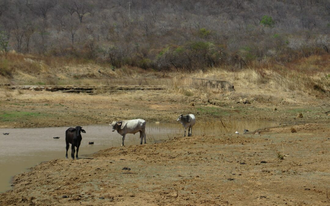 Falta de chuva deixa gado magro e impacta setor agropecuário em Iguatu