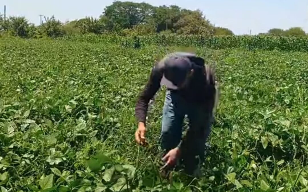 Na área de vazantes agricultores esperam boa colheita do feijão-de-corda