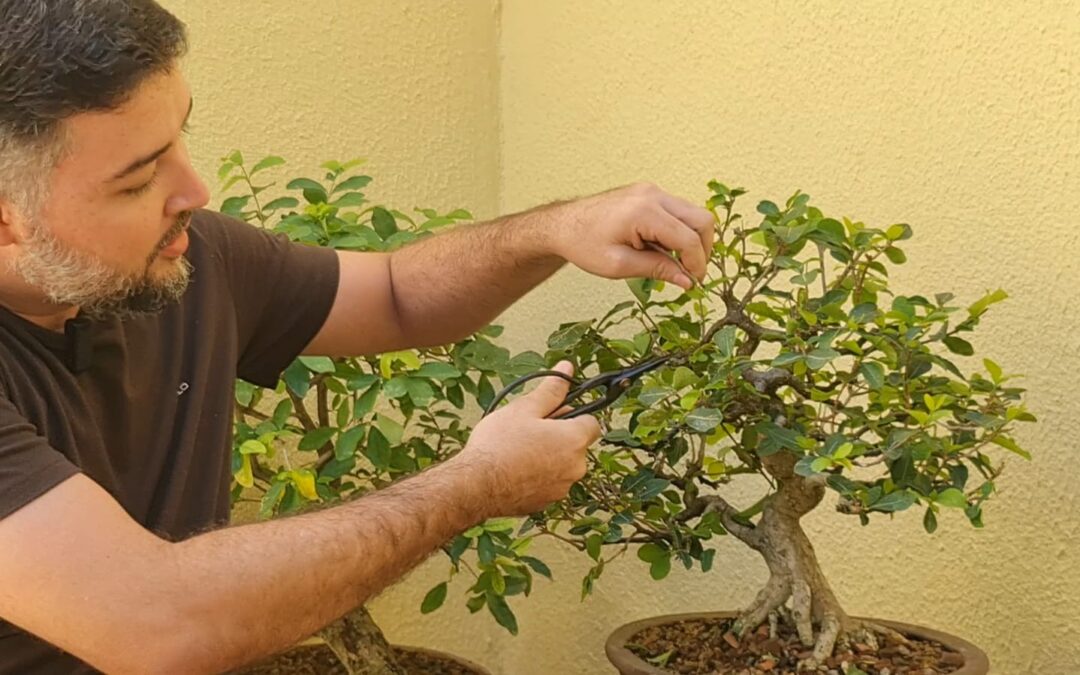 Bonsai: a arte de cultivar plantas em miniatura