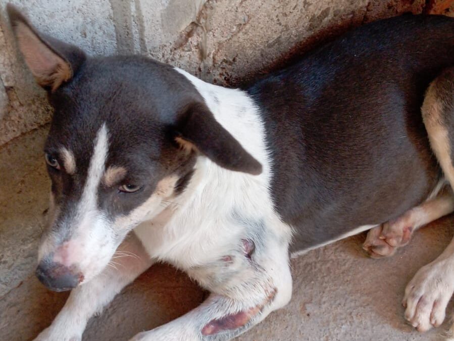 Cadela agredida com água quente é resgatada por ONG